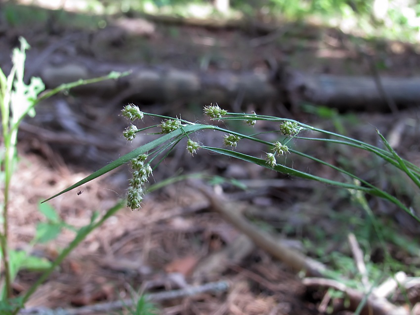 Image of Luzula pallescens specimen.