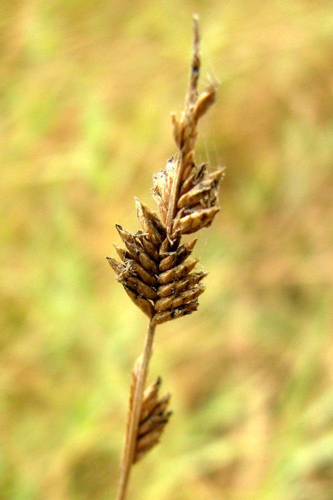 Image of Aeluropus pungens specimen.