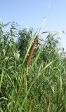 Typha austro-orientalis