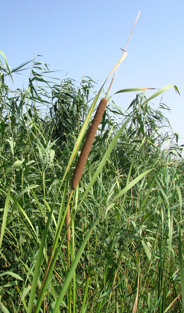 Изображение особи Typha austro-orientalis.