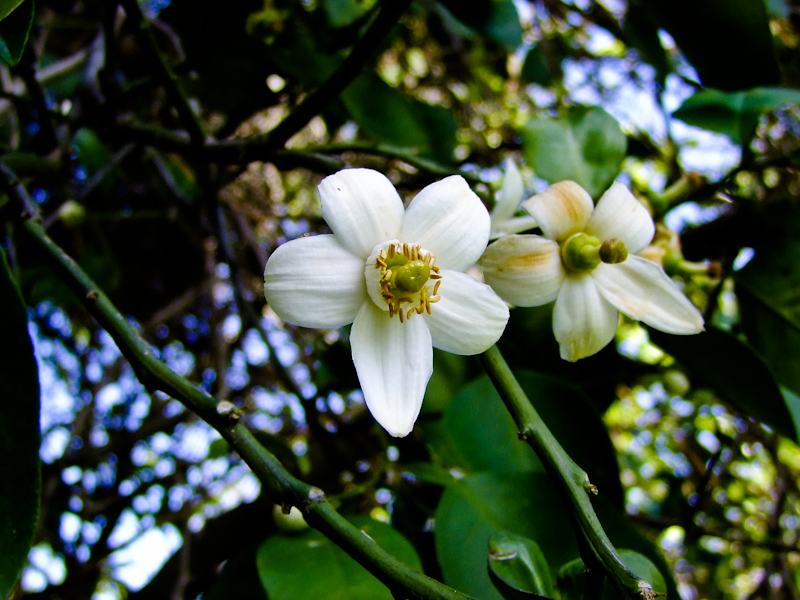 Изображение особи Citrus sinensis.