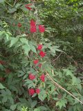 Sambucus racemosa