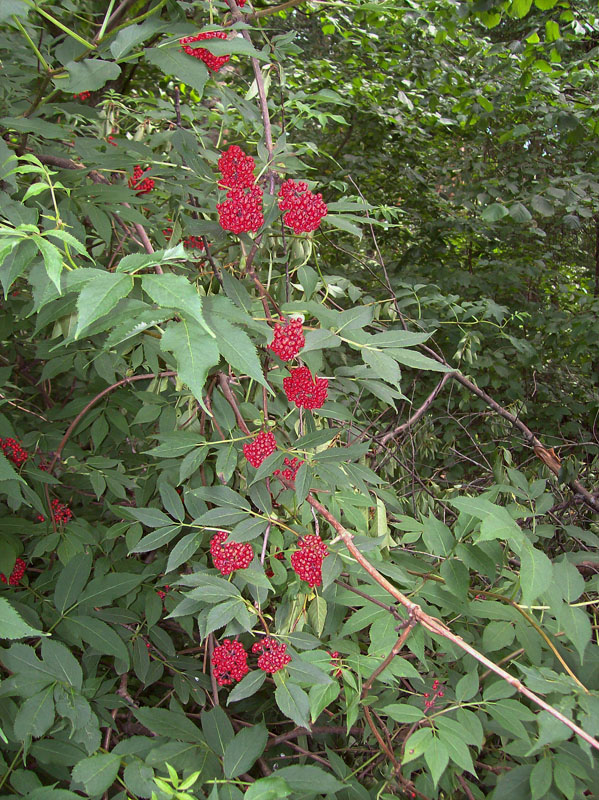 Изображение особи Sambucus racemosa.