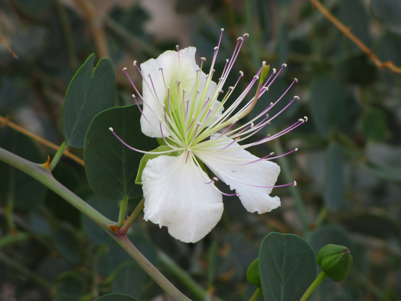 Image of Capparis aegyptia specimen.