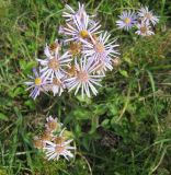 Aster amellus