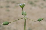 Holosteum umbellatum