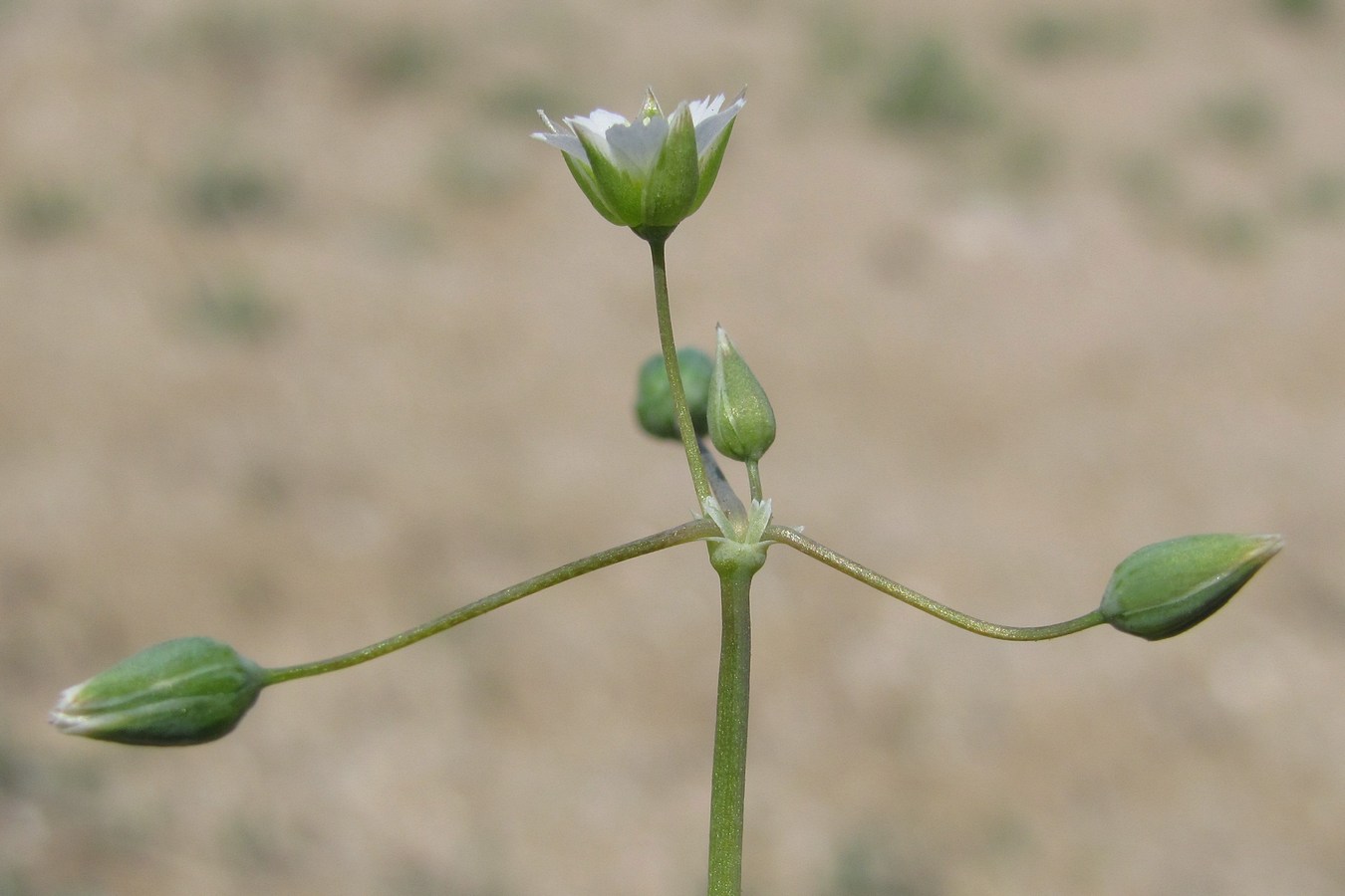 Image of Holosteum umbellatum specimen.