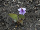 Viola phalacrocarpa. Цветущее растение в дубовом лесу. Приморский край, г. Находка. 07.05.2012.