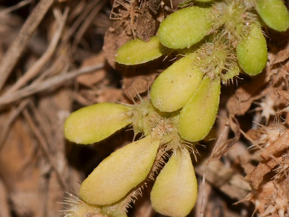 Изображение особи Valantia muralis.