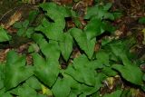 Arum maculatum