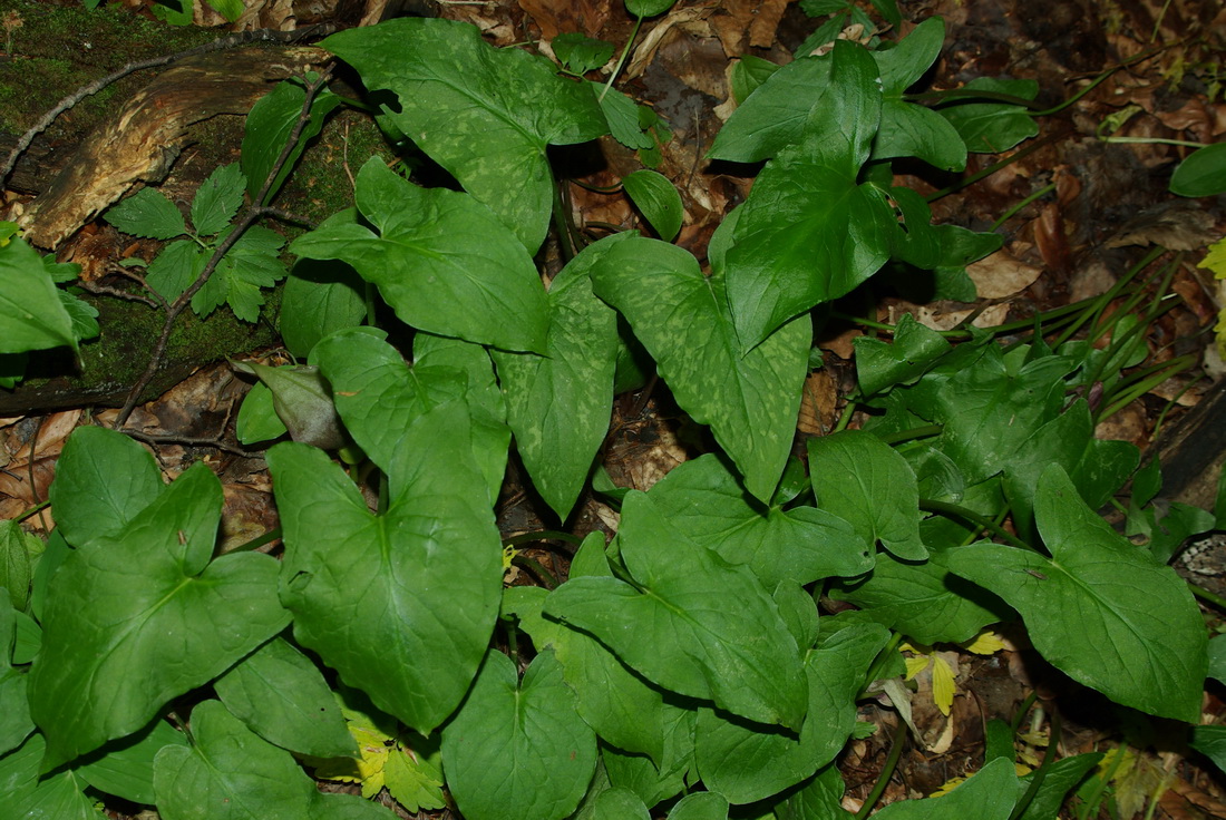 Изображение особи Arum maculatum.