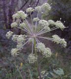 Archangelica officinalis. Соцветие. Курская обл., г. Железногорск, плотина вдхр. на р. Погарщина. 30 июля 2007 г.