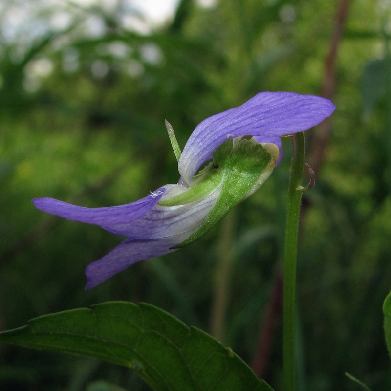 Image of Viola ruppii specimen.