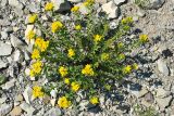 Haplophyllum thesioides