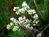 Galium boreale