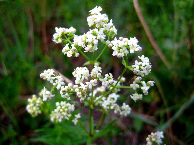 Изображение особи Galium boreale.