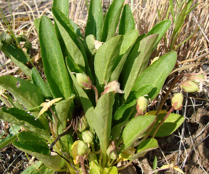 Image of Viola gmeliniana specimen.