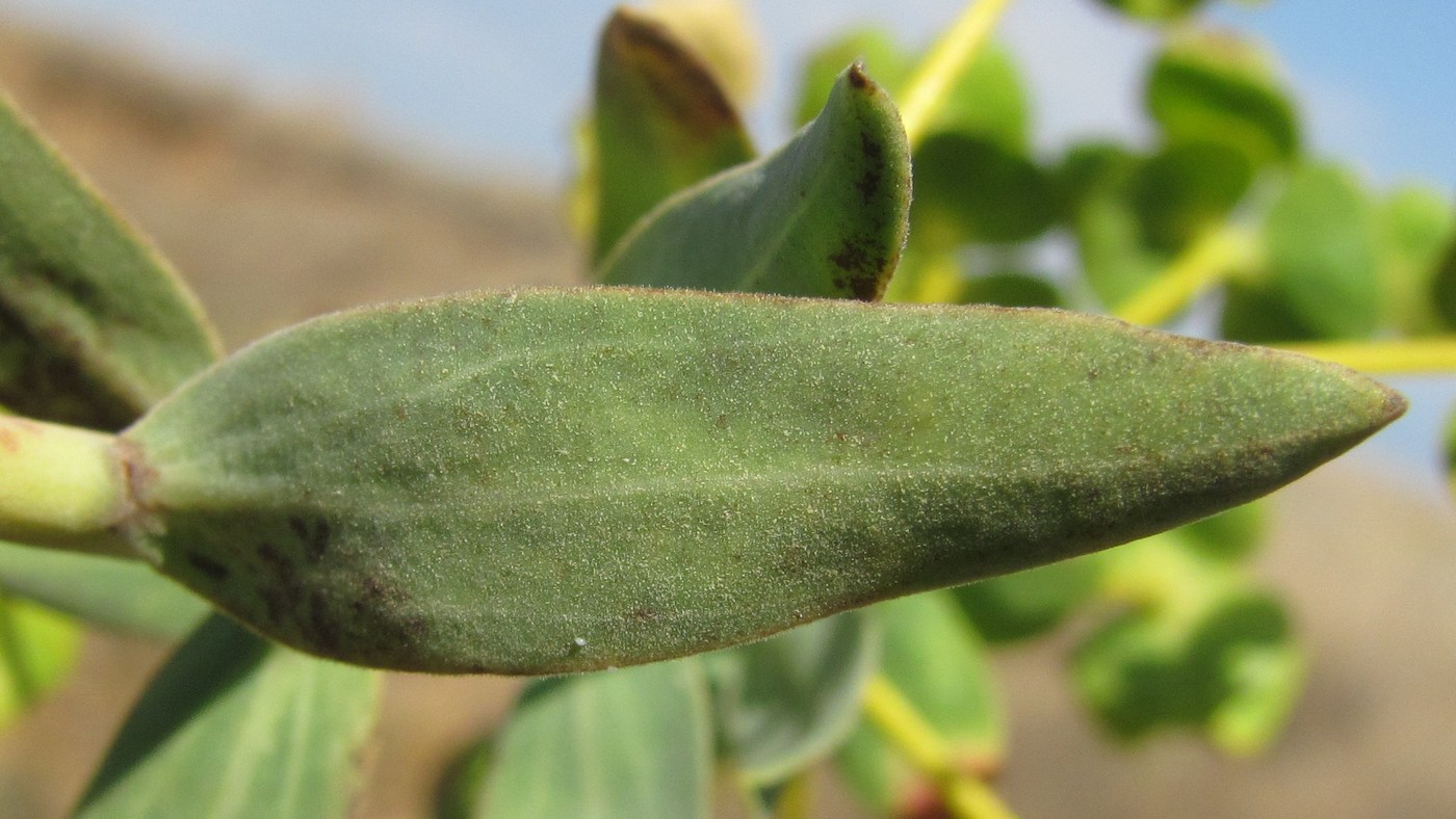 Image of Euphorbia pseudoglareosa specimen.