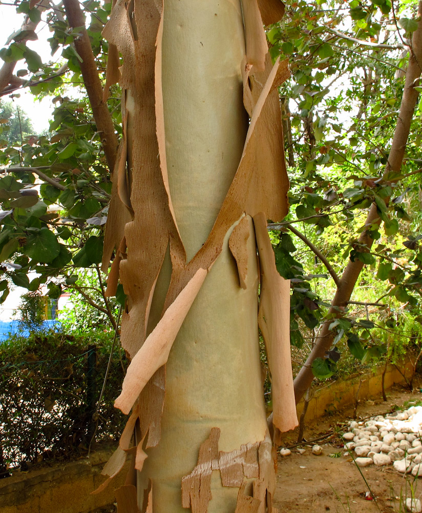 Image of Corymbia torelliana specimen.