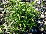 Aconogonon ocreatum разновидность riparium. Цветущее растение. Республика Саха (Якутия), Томпонский р-н, окрестности села Кескил. 08.07.2012.