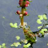 Myriophyllum sibiricum. Нижняя часть соцветия. Украина, Донецкая обл., Славянский р-н, окр. с. Богородичное. 12.07.2012.