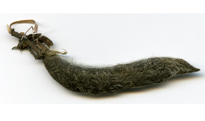 Image of Lupinus polyphyllus specimen.