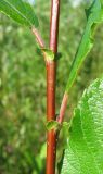 Salix &times; tetrapla