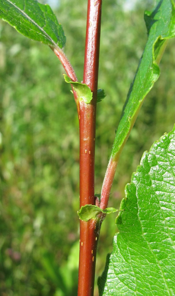 Изображение особи Salix &times; tetrapla.