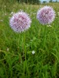 Allium splendens