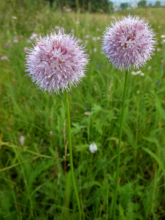 Image of Allium splendens specimen.