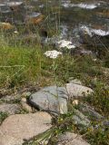 Achillea millefolium