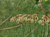 Fallopia dumetorum