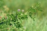 Glycyrrhiza echinata. Побег с соцветиями. Волгоградская обл., Волго-Ахтубинская пойма. 19.07.2012.