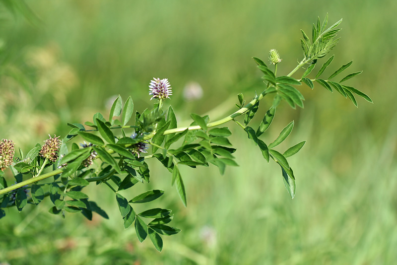 Изображение особи Glycyrrhiza echinata.