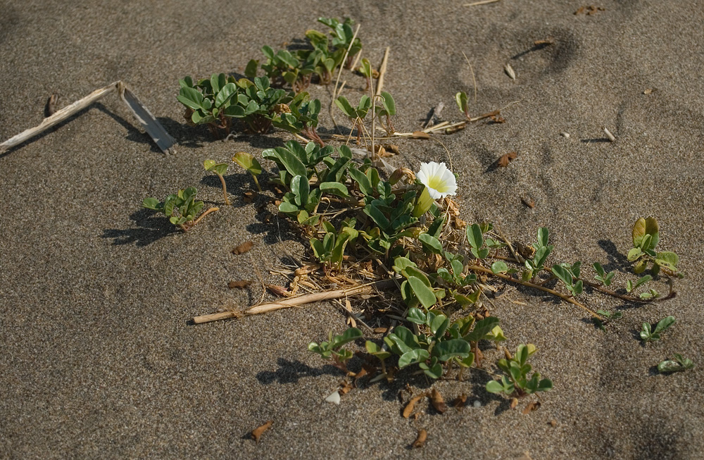 Изображение особи Ipomoea imperati.