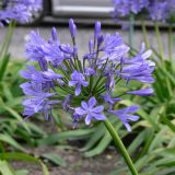 Agapanthus africanus. Цветок. Финляндия, провинция Уусимаа, г. Хельсинки. 5 июля 2008 г.