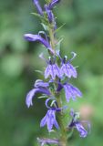 Lobelia sessilifolia