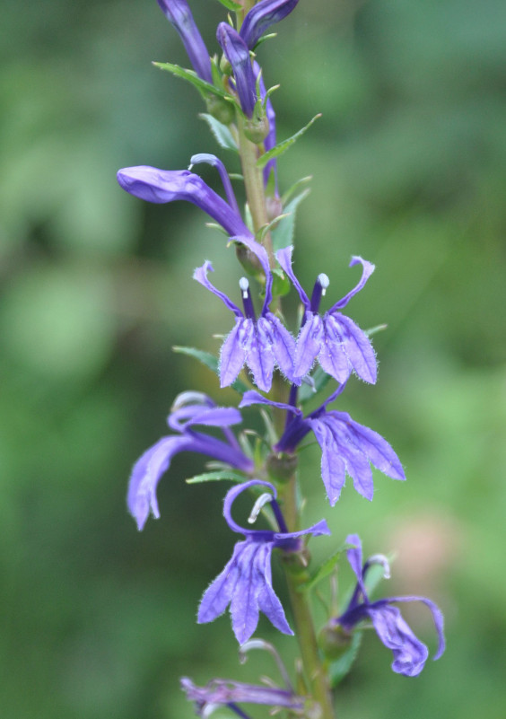 Image of Lobelia sessilifolia specimen.