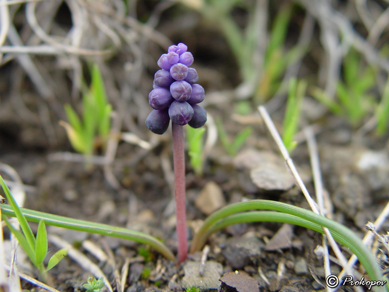 Image of Muscari neglectum specimen.