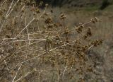 Acanthophyllum mucronatum. Ветви с соплодиями. Азербайджан, Лерикский р-н, окр. пос. Госмальян. 18.09.2012.