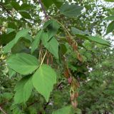 Acer negundo