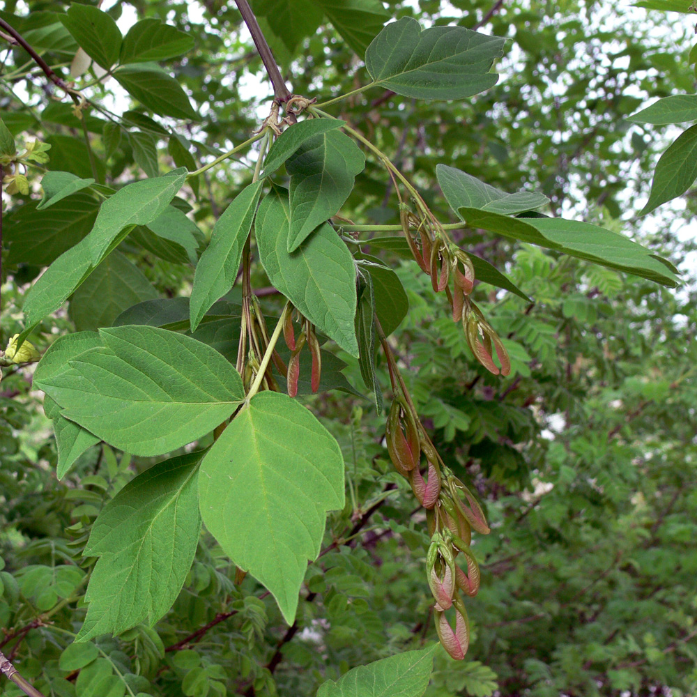 Image of Acer negundo specimen.