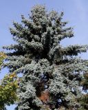 Picea pungens f. glauca