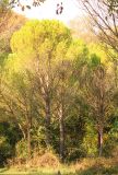 Pinus pinea. Взрослые деревья. Черноморское побережье Кавказа, Геленджик, близ с. Прасковеевка, искусственные посадки. 5 ноября 2012 г.