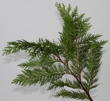 Cupressus × leylandii. Веточка. Германия, г. Кемпен, в культуре. 09.11.2012.