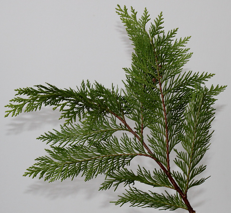 Изображение особи Cupressus &times; leylandii.