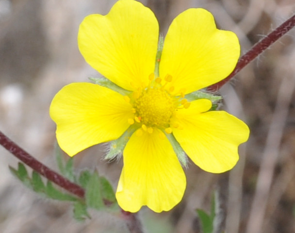 Image of Potentilla laciniosa specimen.