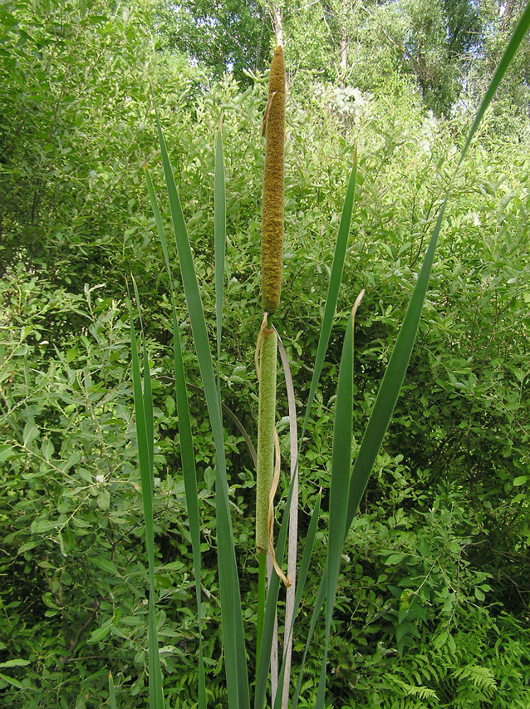 Image of Typha &times; glauca specimen.