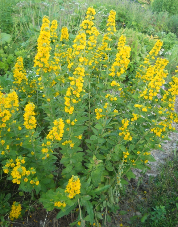 Image of Lysimachia verticillaris specimen.