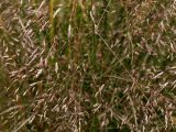 Eragrostis trichodes. Соплодия. Германия, г. Krefeld, ботанический сад. 21.10.2012.